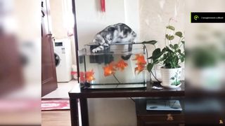 video fun de chat