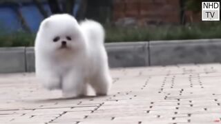 Cutes dogs