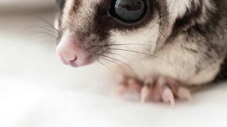 Symphony of Sounds: Exploring the Vocal Repertoire of Sugar Gliders