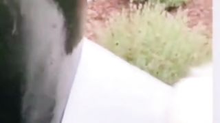 Sometimes animals make you laughs