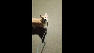 10 Minutes of the Funniest Animal Video Compilation That Will Make You Laugh Out Loud!