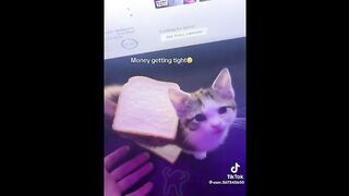 FUNNY CAT MEMES COMPILATION OF 2023 V23