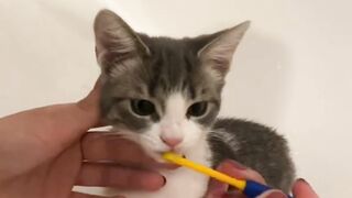 Cat Care Routine