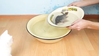 Reaksi kucing terhadap ikan hidup