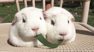 Guinea Pigs Play Tug-of-War With Blade of Grass