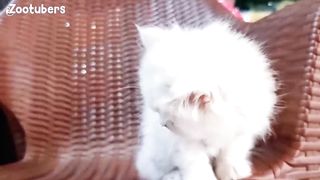Funny Cats and Kittens Meowing 2