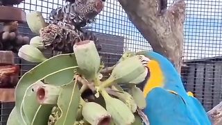 Bird's lover♥️ 43