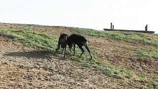 Nile Lachwi Male Fight