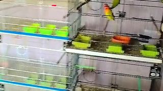 Bird's lover♥️ 44
