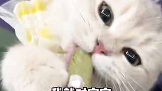 The Growth Diary of Little Milk Cat
