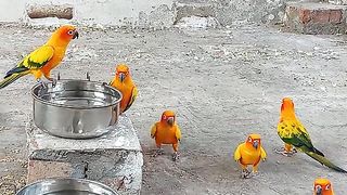 Bird's lover♥️ 45