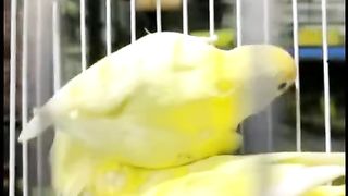 Bird's lover♥️ 46
