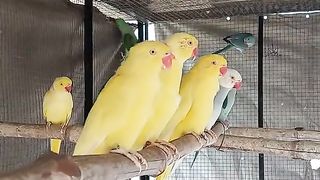 Bird's lover♥️ 48