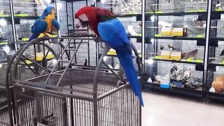 Bird's lover♥️ 50