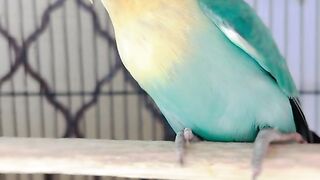 Bird's lover♥️ 51