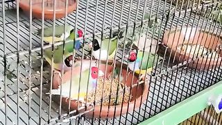 Bird's lover♥️ 52