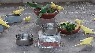 Bird's lover♥️ 53