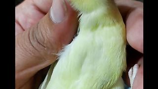 Bird's lover♥️ 54