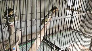 Bird's lover♥️ 56