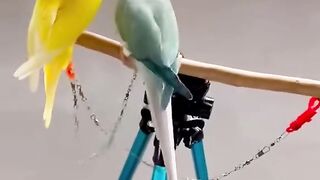 Bird's lover♥️ 57