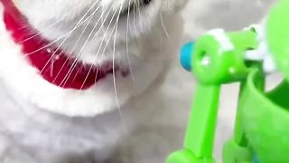 Even kittens can get so angry that they stomp their feet haha