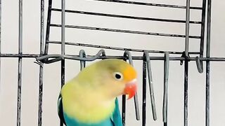 Bird's lover♥️ 58