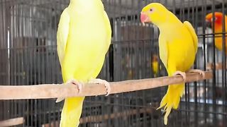 Bird's lover♥️ 59