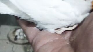 Bird's lover♥️ 62