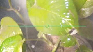 Mobile photography tips and tricks