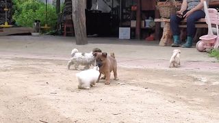 The big cock does the cha-cha