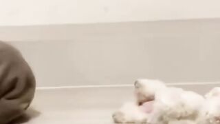 Funniest-Animal-Videos-2022-Funny-Dogs
