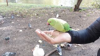 Have you ever fed a wild parrot?