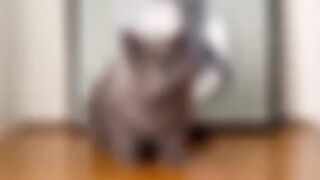 Cat On The Ring Light