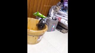 funny video