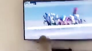 funny dog #funny