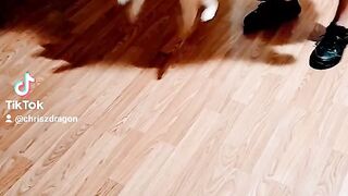 Crazy cat jumpin