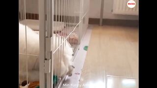FUUNIEST ANIMAL LATEST!!!