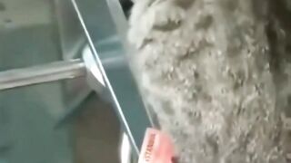 Funny cats