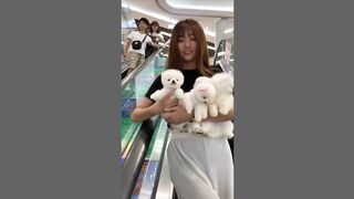 Cute Dog (Funny Movment of Dog)