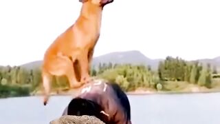 EL PERRO QUE VUELA !! ???????? réaction vidéo #Mikecrack #Shorts.mp4