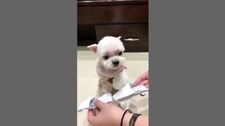 Cute dog (Tiktok)