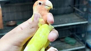 Bird's lover♥️ 63