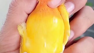 Bird's lover♥️ 64