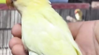 Bird's lover♥️ 65