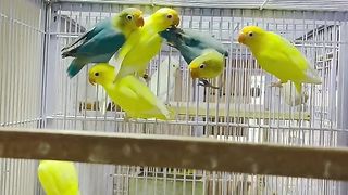 Bird's lover♥️ 66