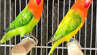 Bird's lover♥️ 72