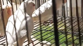 Bird's lover♥️ 73