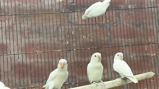 Bird's lover♥️ 67