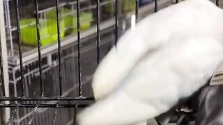 Bird's lover♥️ 68
