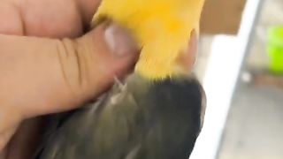 Bird's lover♥️ 69